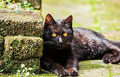 《超级马里奥兄弟：惊奇》专场直面会全程视频